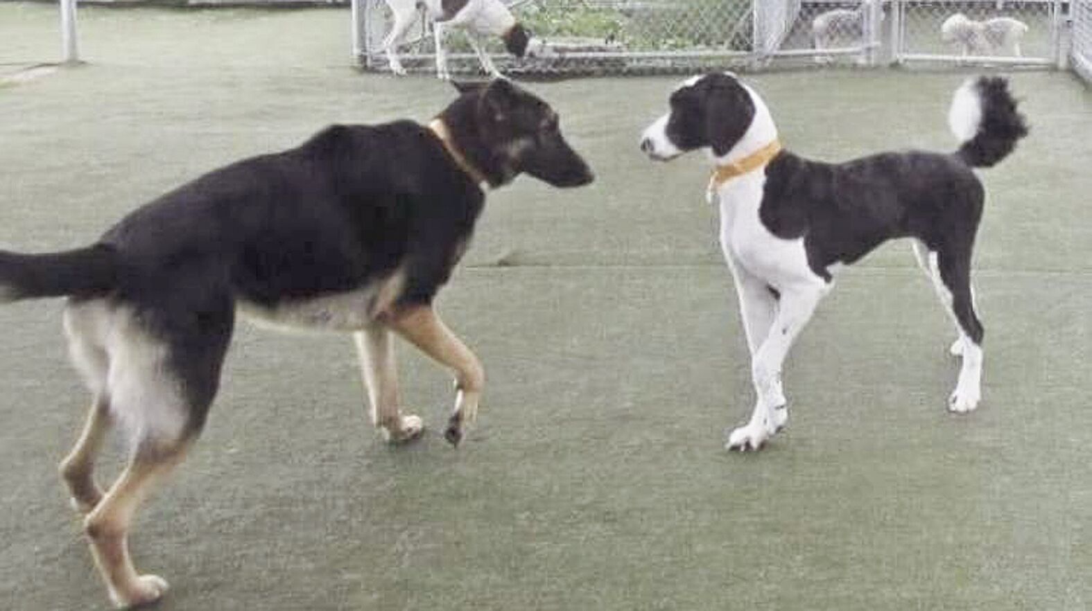 dog-2.tif